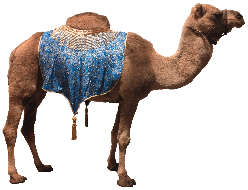 Camel Png Image PNG Image