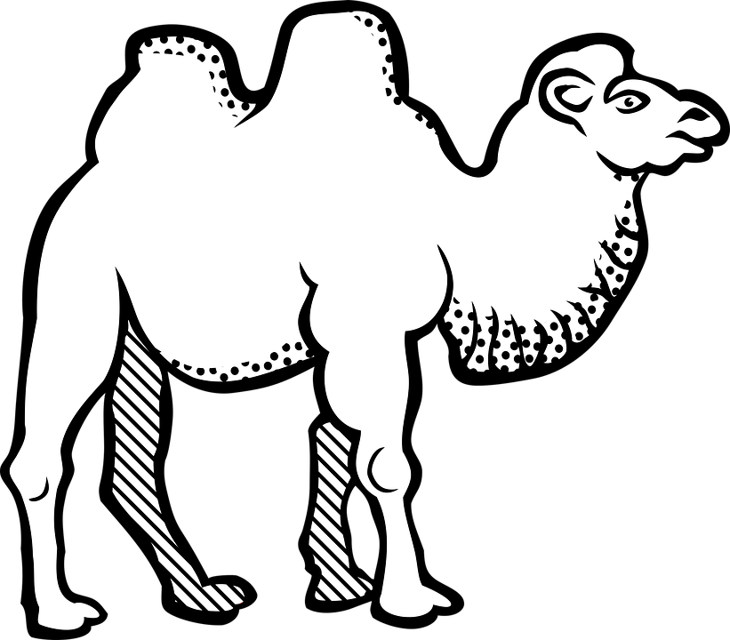 Animal Bactrian Camel Camel - Camel Black And White, Transparent background PNG HD thumbnail