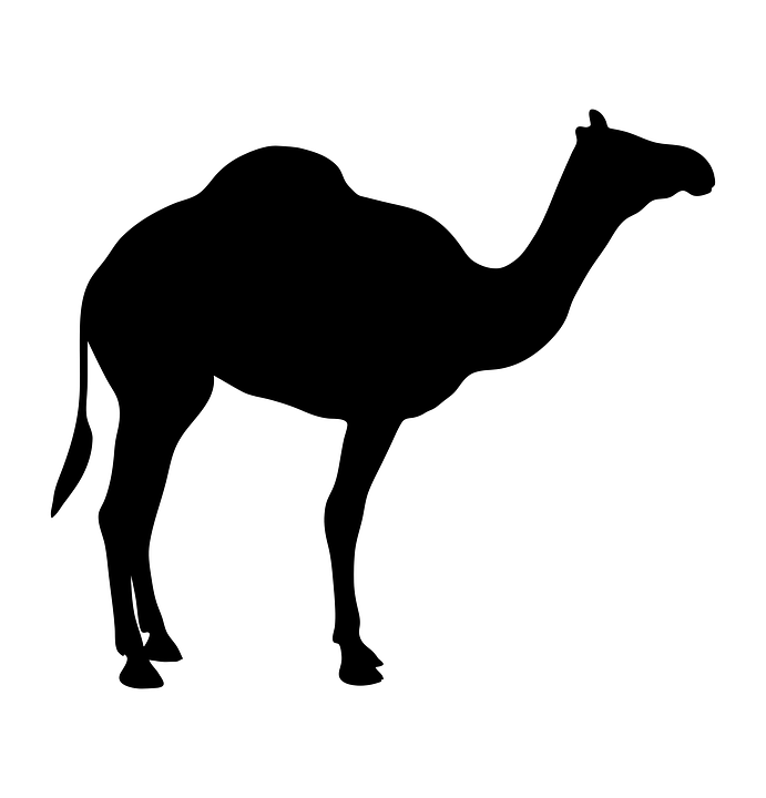 Camel Animal Silhouette Back Black Desert Design - Camel Black And White, Transparent background PNG HD thumbnail