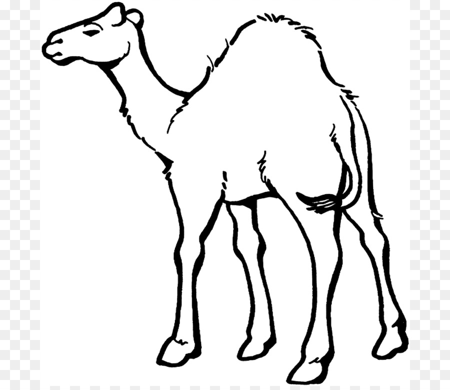 Dromedary Bactrian Camel Coloring Book Child Camel Train   Camel Pictures To Print - Camel Black And White, Transparent background PNG HD thumbnail
