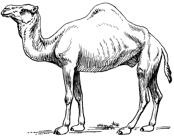 Sketches Of Camels In The Desert | Camel 2 Camel Dromedary 2 A Public Domain Png - Camel Black And White, Transparent background PNG HD thumbnail