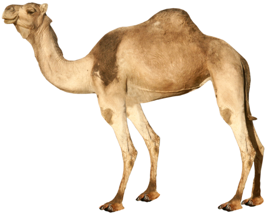 Camel PNG Transparent Image