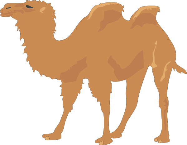 Download This Image As: - Camel Cartoon, Transparent background PNG HD thumbnail