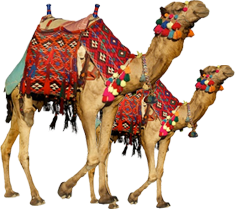 Camel Transparent Image Png Image - Camels In The Desert, Transparent background PNG HD thumbnail