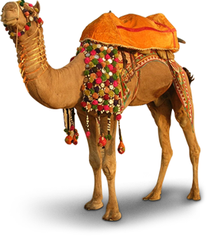 Camels Trekking Desert Morocc