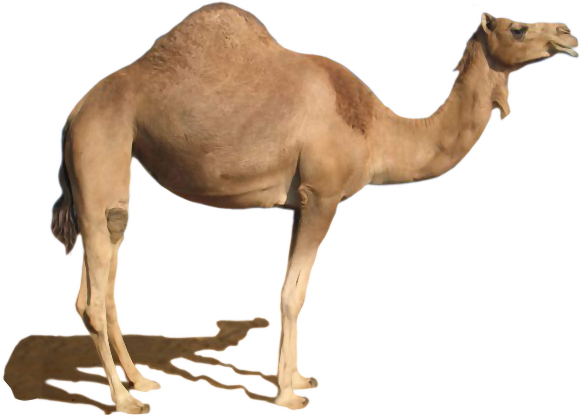 This High Quality Free Png Image Without Any Background Is About Camel, Desert, Desert - Camels In The Desert, Transparent background PNG HD thumbnail
