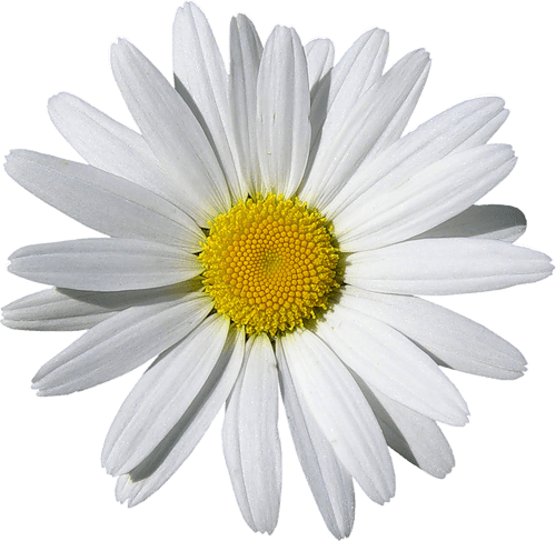 Camomile Png Hdpng.com 500 - Camomile, Transparent background PNG HD thumbnail