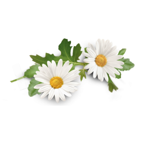 Camomile Essential Oil - Camomile, Transparent background PNG HD thumbnail