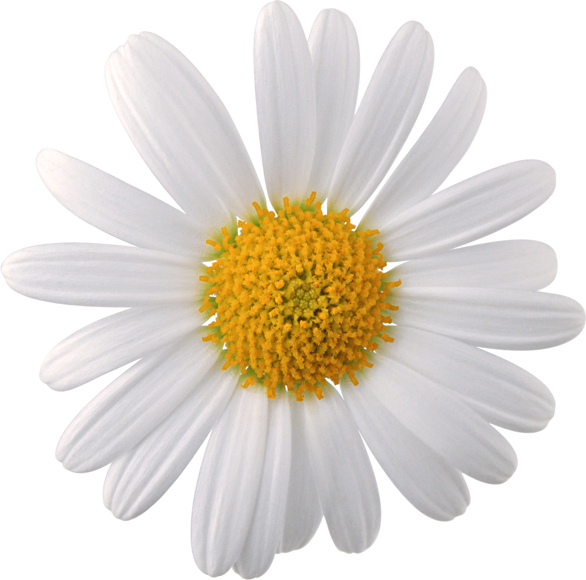 Camomile Face Png - Camomile, Transparent background PNG HD thumbnail