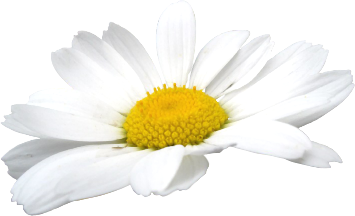 Camomile Flowers Png - Camomile, Transparent background PNG HD thumbnail