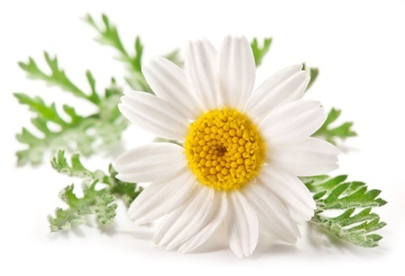 Camomile Plant - Camomile, Transparent background PNG HD thumbnail