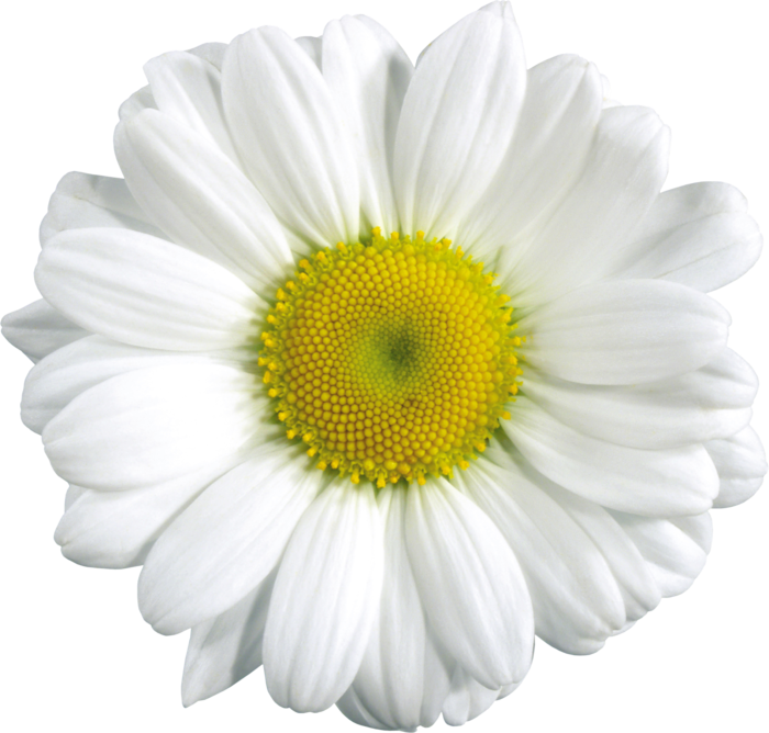 Camomile Png, Free Picture - Camomile, Transparent background PNG HD thumbnail