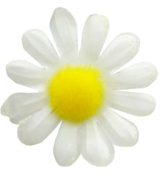 Camomile Png Image, Free Flower Picture - Camomile, Transparent background PNG HD thumbnail