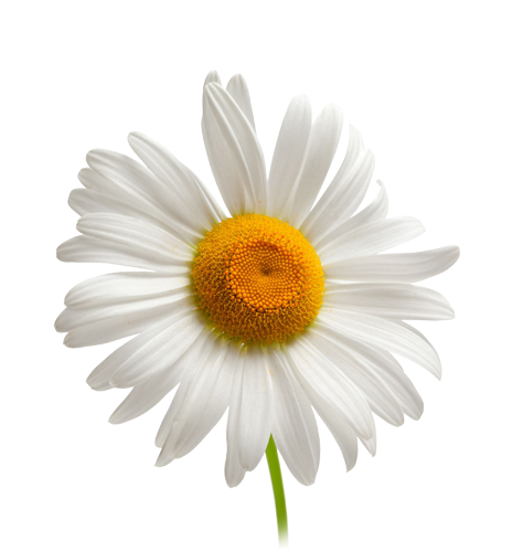 Camomile Png Image, Free Flower Picture - Camomile, Transparent background PNG HD thumbnail