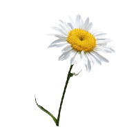 Camomile Png Image Png Image - Camomile, Transparent background PNG HD thumbnail