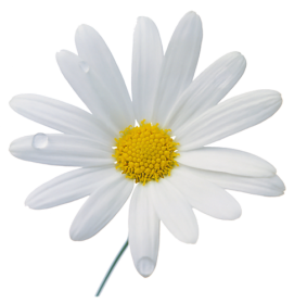 Camomile Png Photos - Camomile, Transparent background PNG HD thumbnail