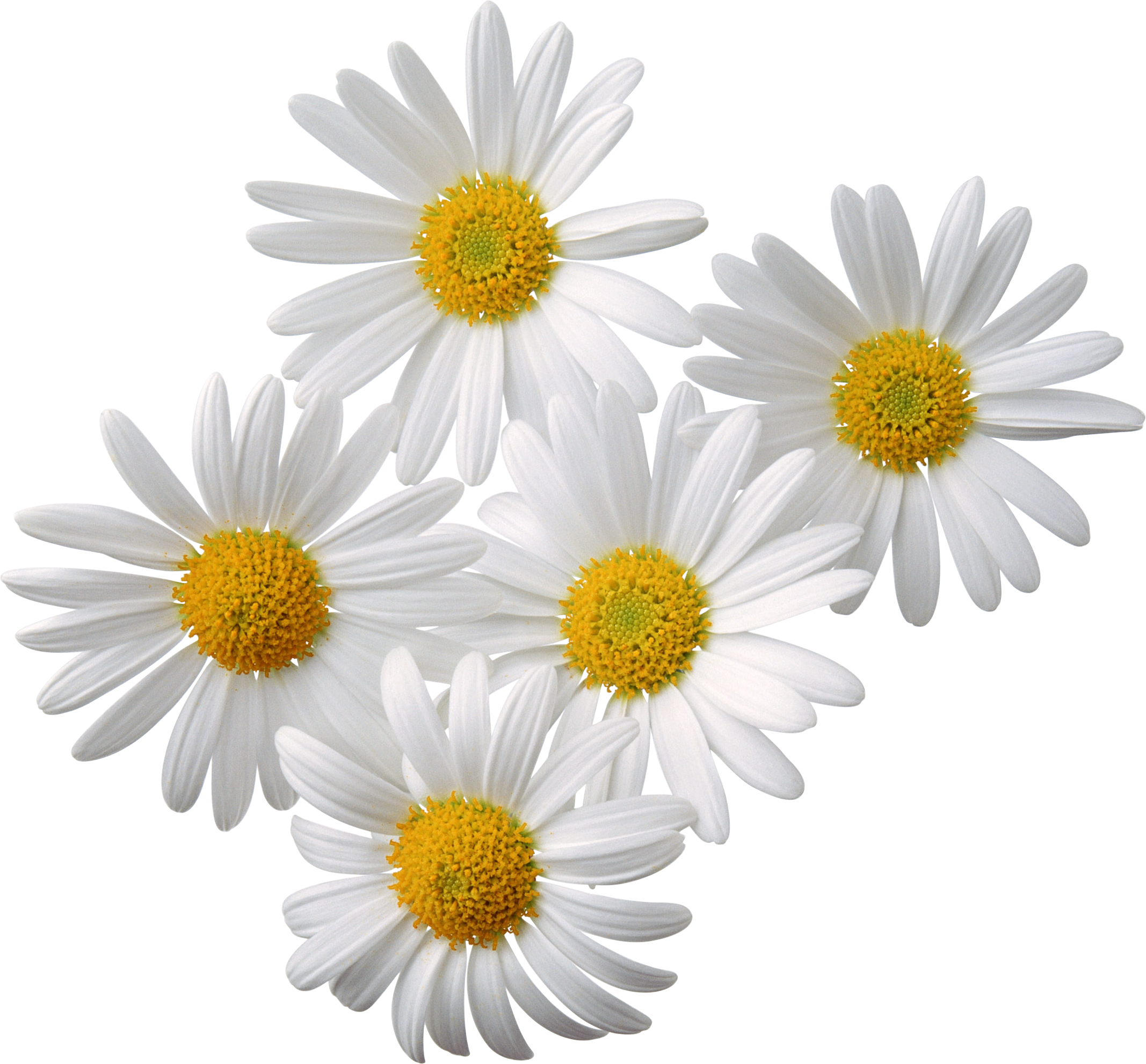 Camomiles Png Image, Free Flower Picture - Camomile, Transparent background PNG HD thumbnail