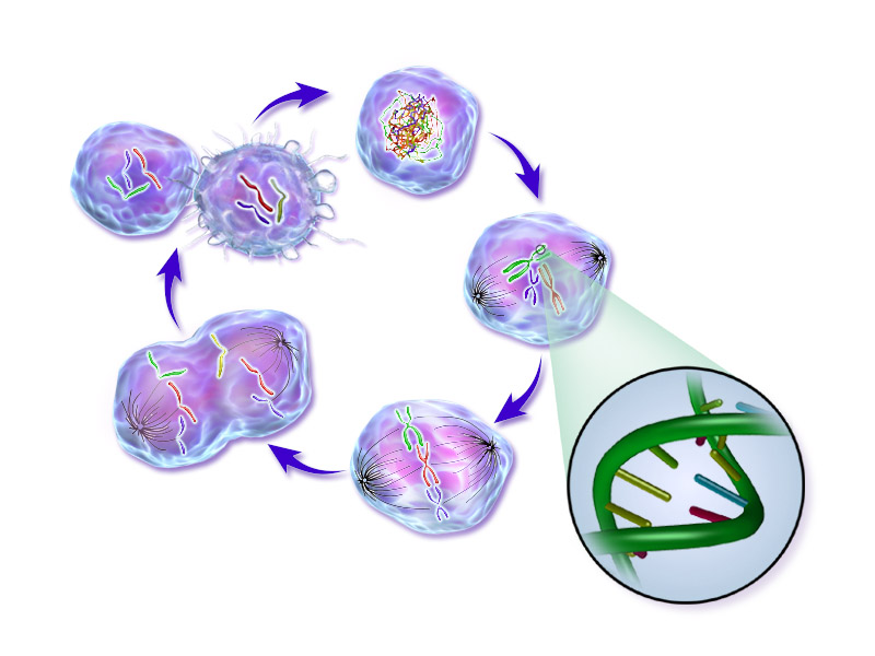 File:life Of A Cancer Cell.png - Cancer, Transparent background PNG HD thumbnail