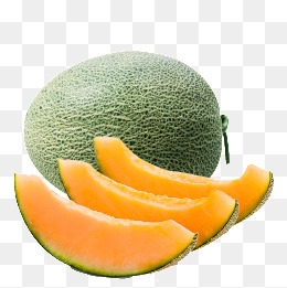 Cantaloupe Melon Illustration