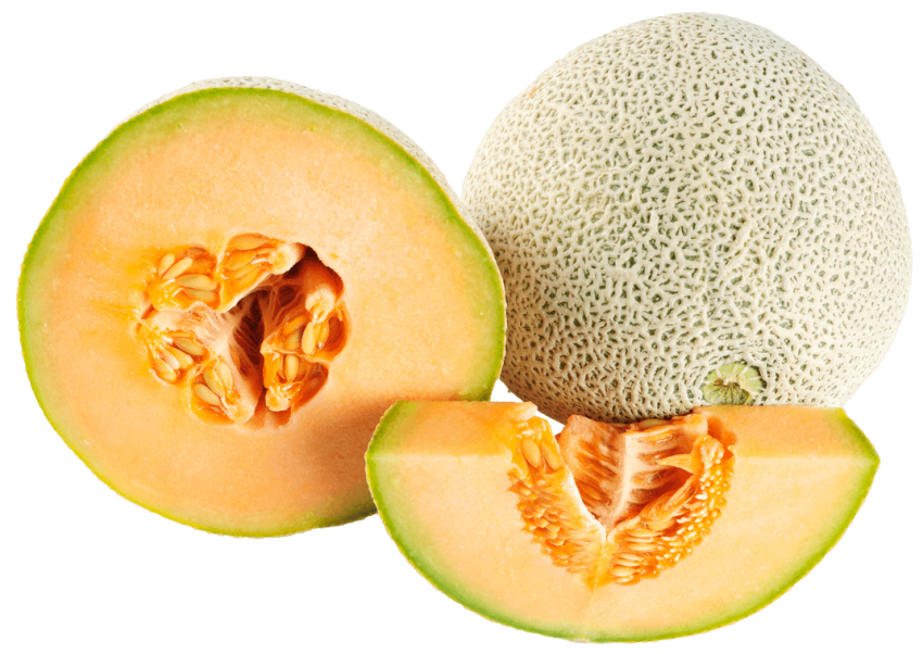 Cantaloupe Melon Illustration