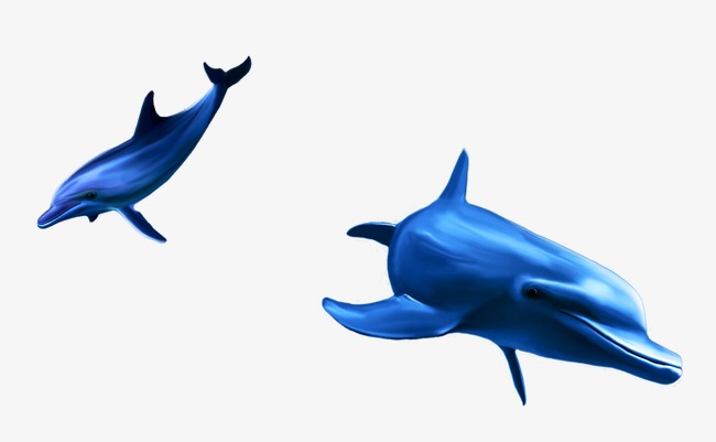 Dolphin, Dolphin Creative, Hd Big Picture Dolphin, Hd Dolphins Free Png And Psd - Cartoon Dolphin, Transparent background PNG HD thumbnail