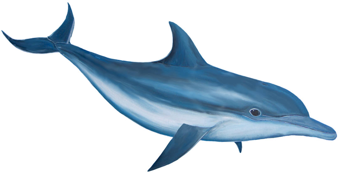 Dolphin Png Image   Dolphin Hd Png - Cartoon Dolphin, Transparent background PNG HD thumbnail
