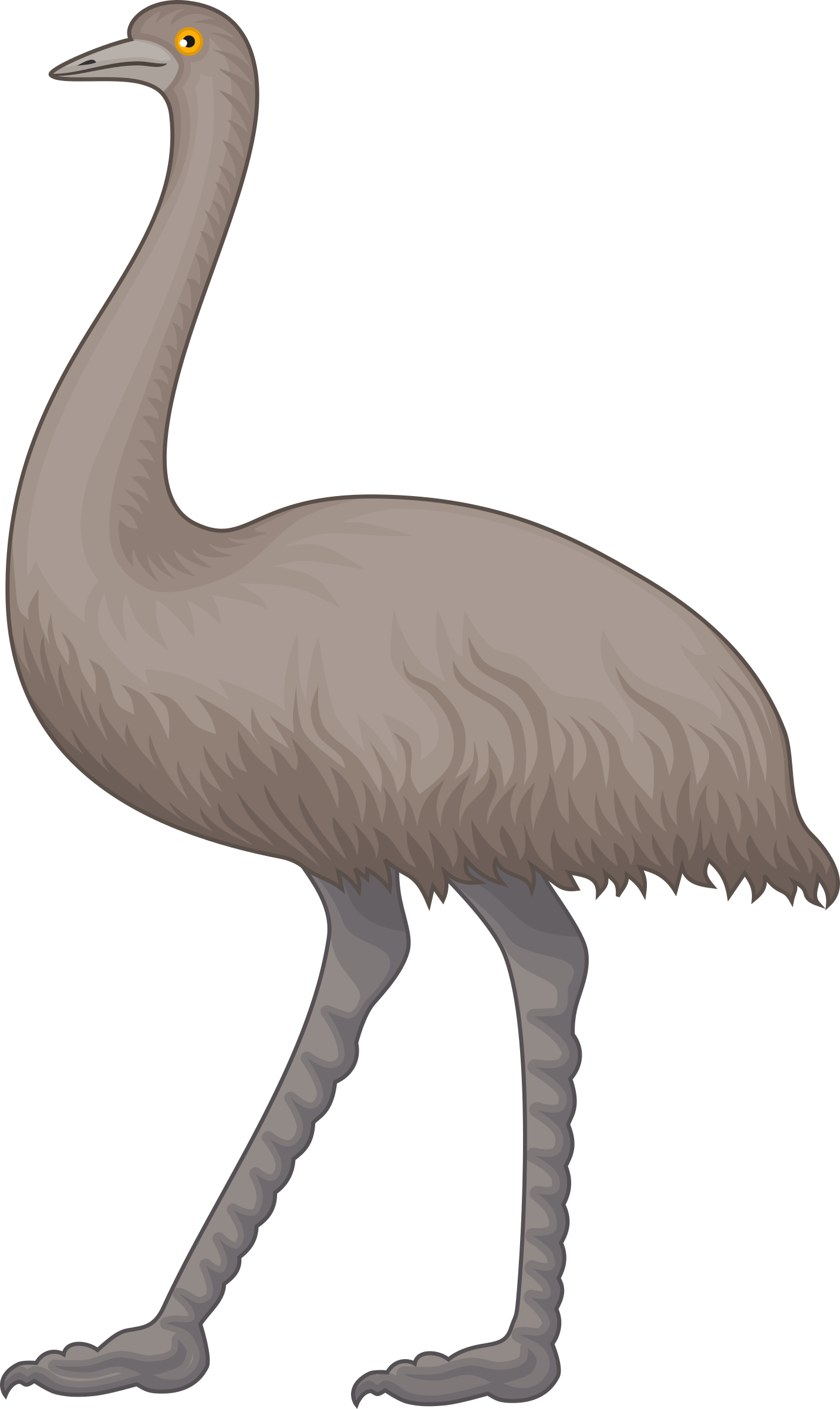 Emu Clip Art 8 - Cartoon Emu, Transparent background PNG HD thumbnail