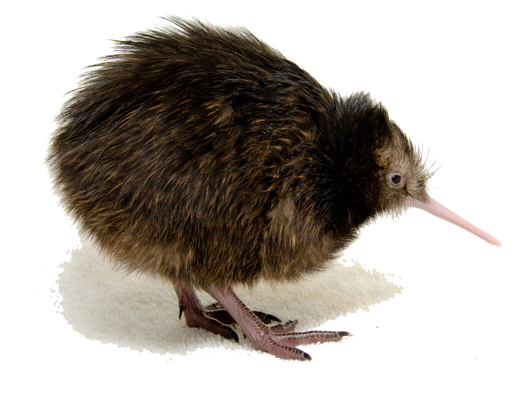 Kiwi Bird Png Clipart - Cartoon Kiwi Bird, Transparent background PNG HD thumbnail