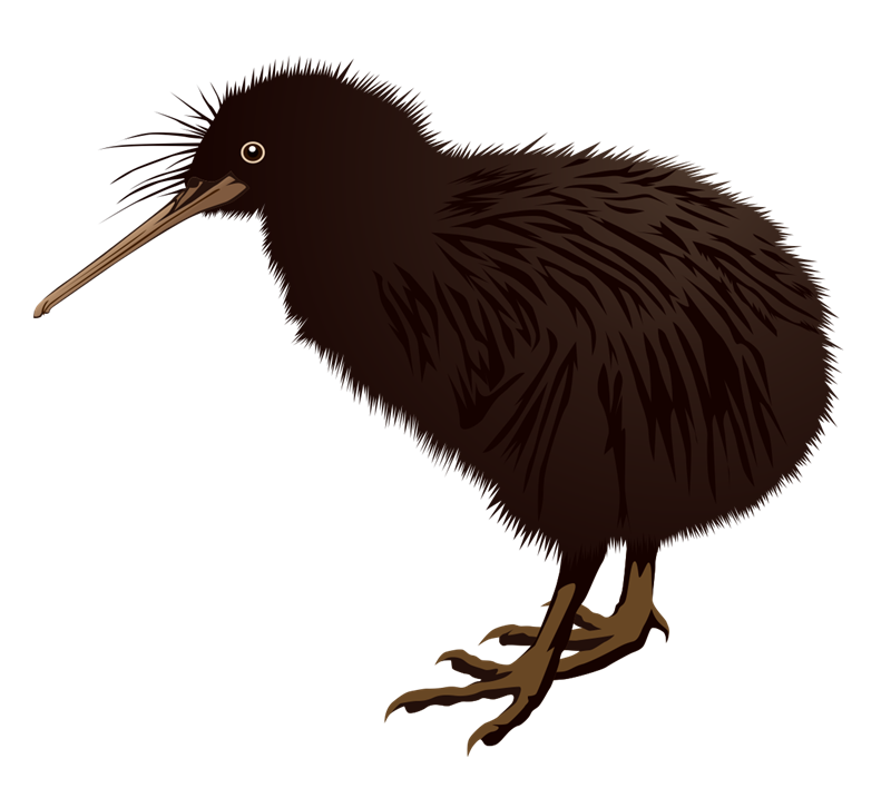 Pin Bird Clipart Kiwi #4 - Cartoon Kiwi Bird, Transparent background PNG HD thumbnail