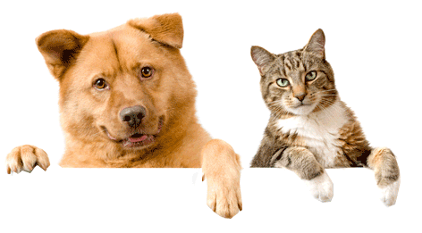 Cat And Dog Png Image - Cat And Dog No Background, Transparent background PNG HD thumbnail