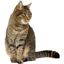 Cat And Dog Transparent Background · Tabby Cat Transparent Background Image - Cat And Dog No Background, Transparent background PNG HD thumbnail