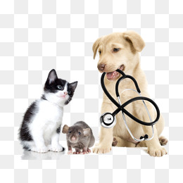 Cats And Dogs, Cat, Dog, Mouse Png And Psd - Cat And Dog No Background, Transparent background PNG HD thumbnail