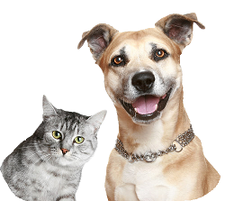 Dog And Cat Transparent Background - Cat And Dog No Background, Transparent background PNG HD thumbnail