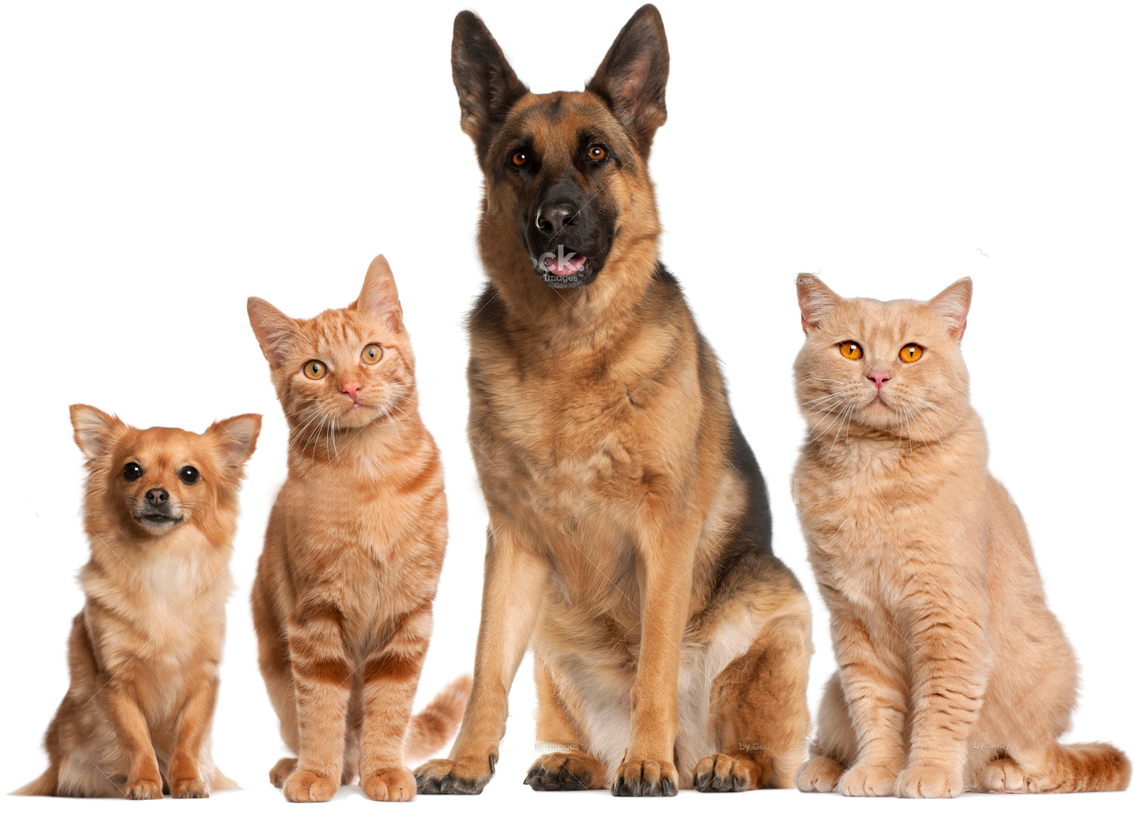 Healthy Food For Dogs, Cats And More!   Png Hd Dogs And Cats - Cat And Dog No Background, Transparent background PNG HD thumbnail