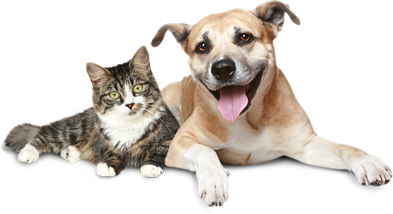 Our Unique Artisan Crafted Pet Memorials Are A Special Way To Honor The Memory Of Your Beloved Pet. - Cat And Dog No Background, Transparent background PNG HD thumbnail