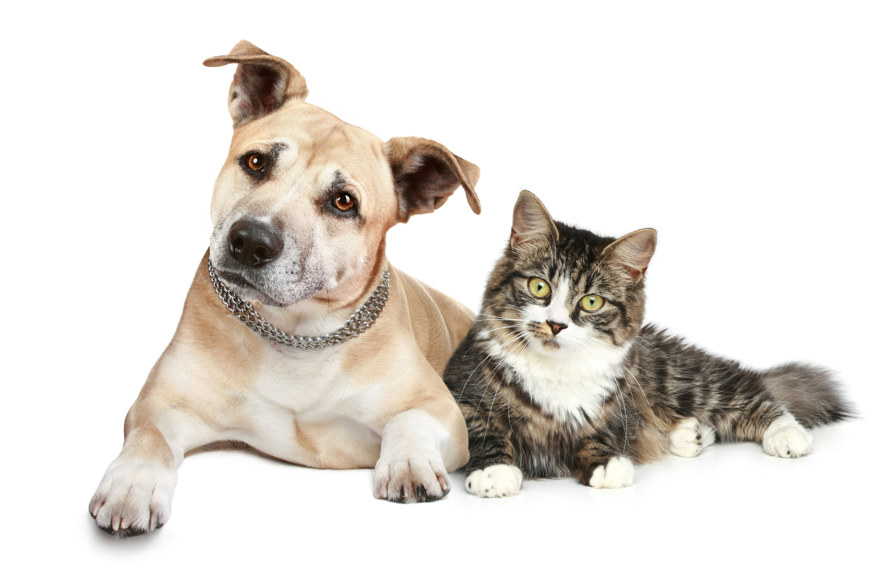 Pet Allergies - Cat And Dog No Background, Transparent background PNG HD thumbnail
