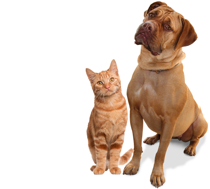 Picture - Cat And Dog No Background, Transparent background PNG HD thumbnail