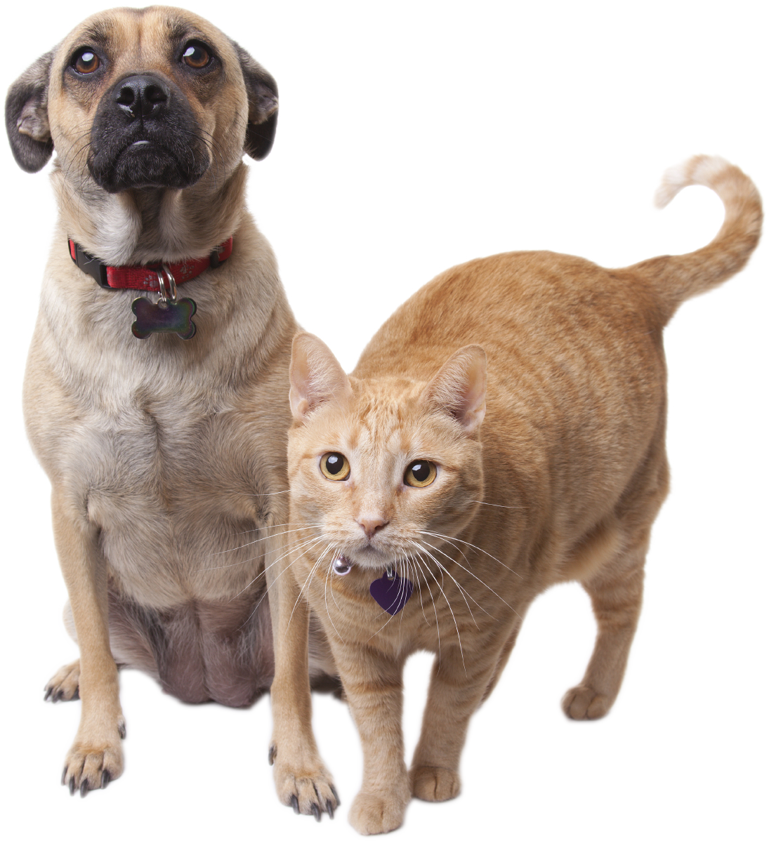 Cat And Dog PNG No Background - Puggle And Cat
