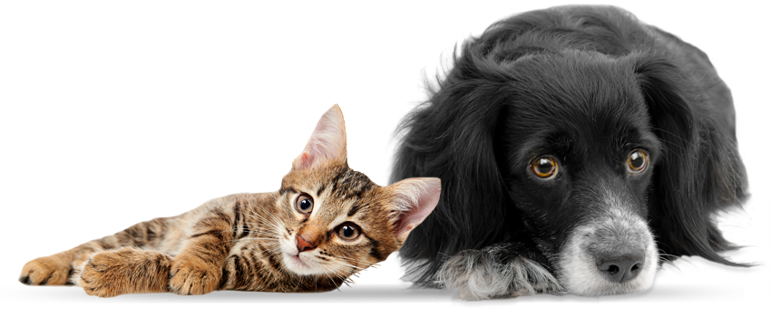 Rescue Centre For Homeless Cats, Dogs And Other Animals   Png Hd Dogs And Cats - Cat And Dog No Background, Transparent background PNG HD thumbnail