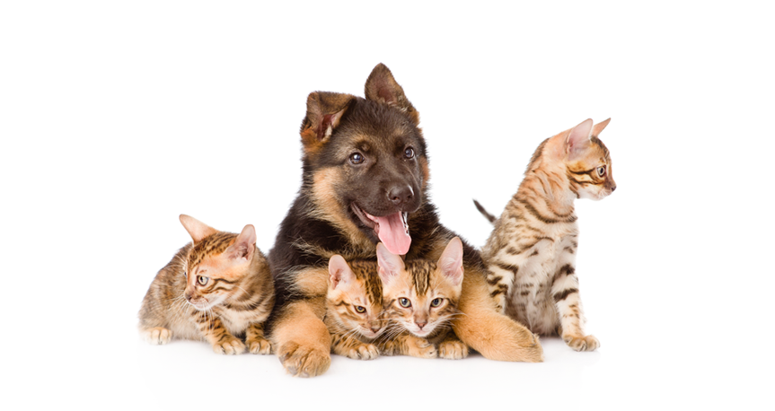 We Have New Accessories - Cat And Dog No Background, Transparent background PNG HD thumbnail