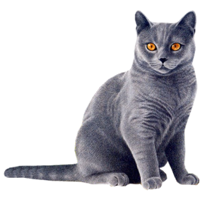 Black Cat Yellow Eyes Png - Cat, Transparent background PNG HD thumbnail