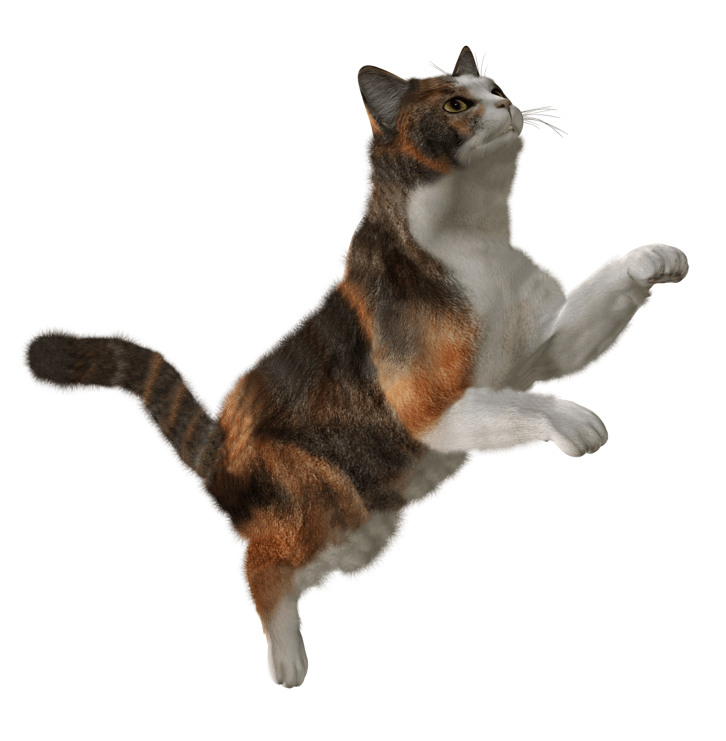 Cat Png Image Download Picture Kitten Png Image - Cat, Transparent background PNG HD thumbnail