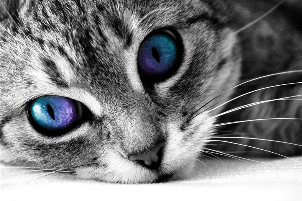 Cats Blue Eyes Selective Coloring Desktop 1024X681 Hd Wallpaper 933973.png - Cat, Transparent background PNG HD thumbnail