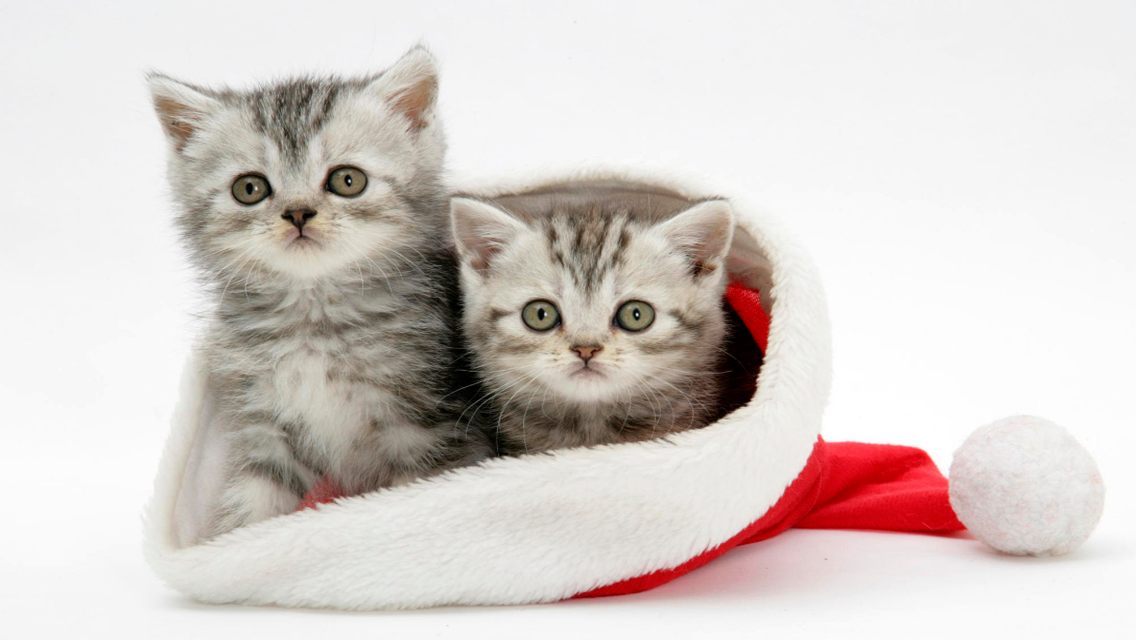Christmas Cat Free Download Cute Christmas Cat Hd - Cat, Transparent background PNG HD thumbnail
