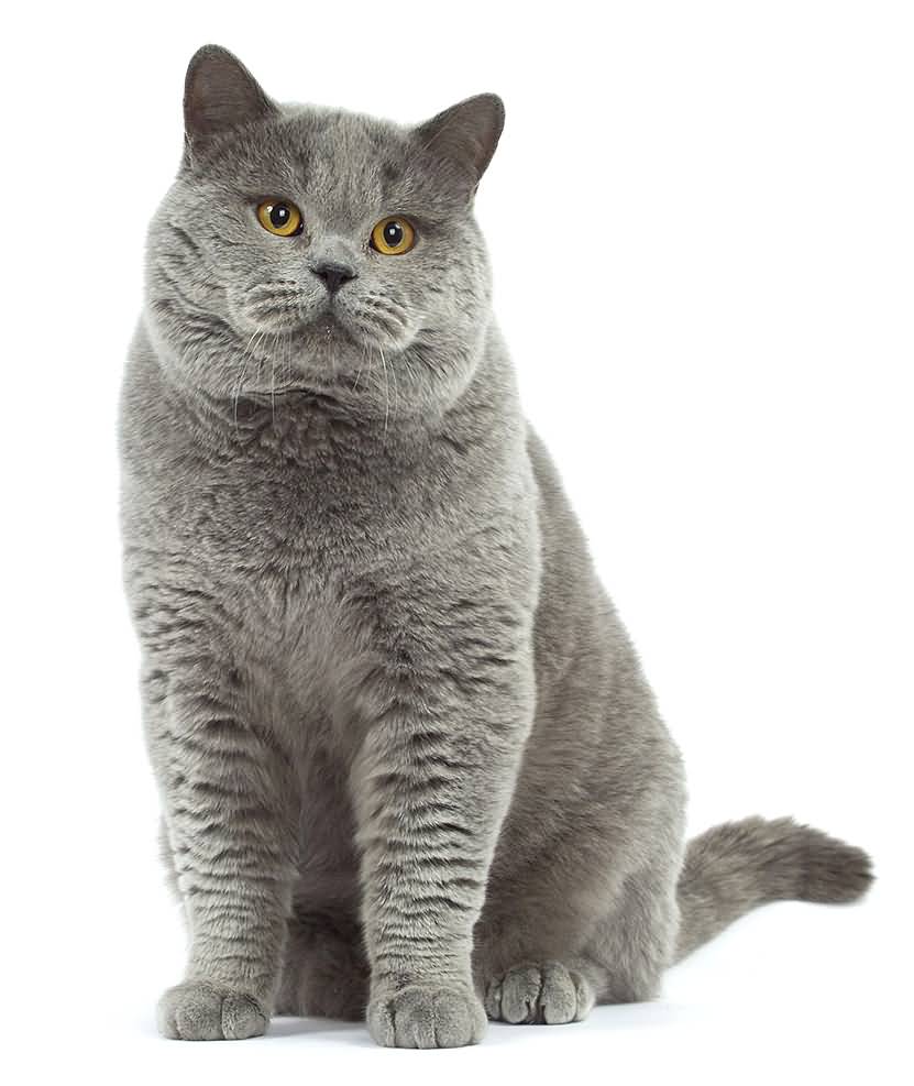 Confused British Shorthair Cat Picture. U201C - Cat, Transparent background PNG HD thumbnail