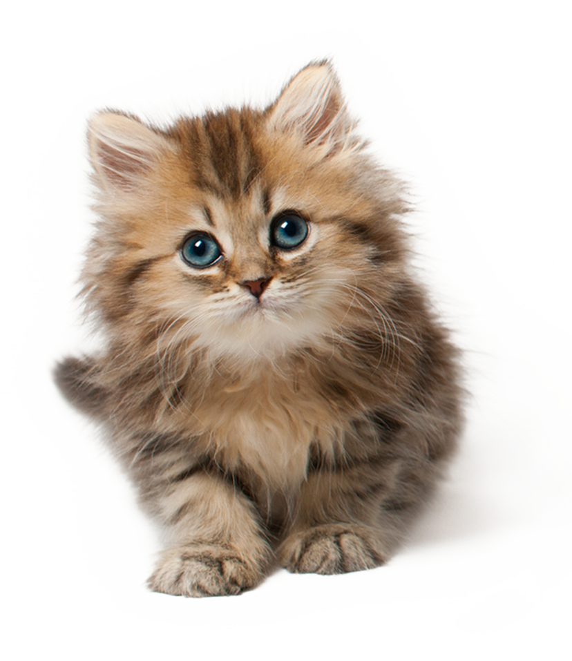 Cute Cat Png - Cat, Transparent background PNG HD thumbnail