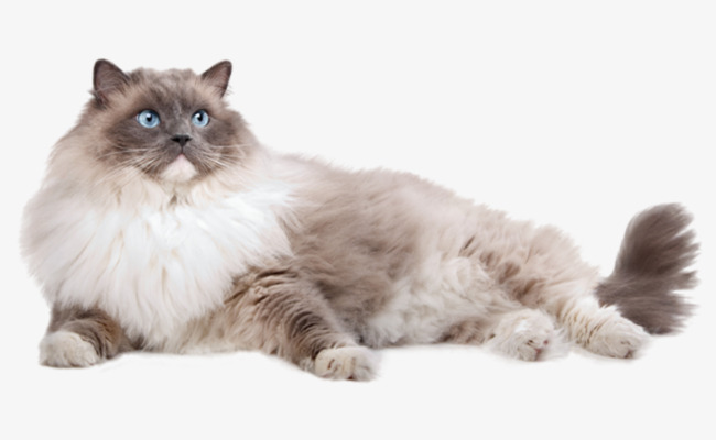 Gray Persian Cat, Kitty, Lovely, Meng Chong Free Png Image - Cat, Transparent background PNG HD thumbnail