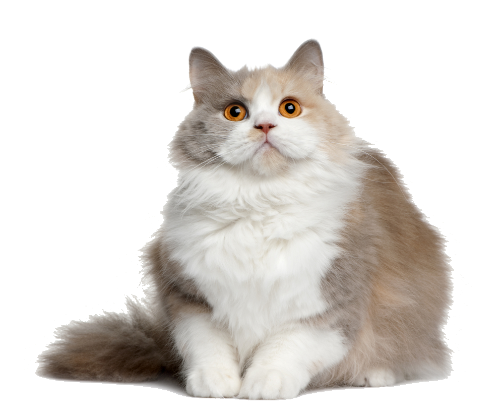 Sitting Yellow Cat Png image 
