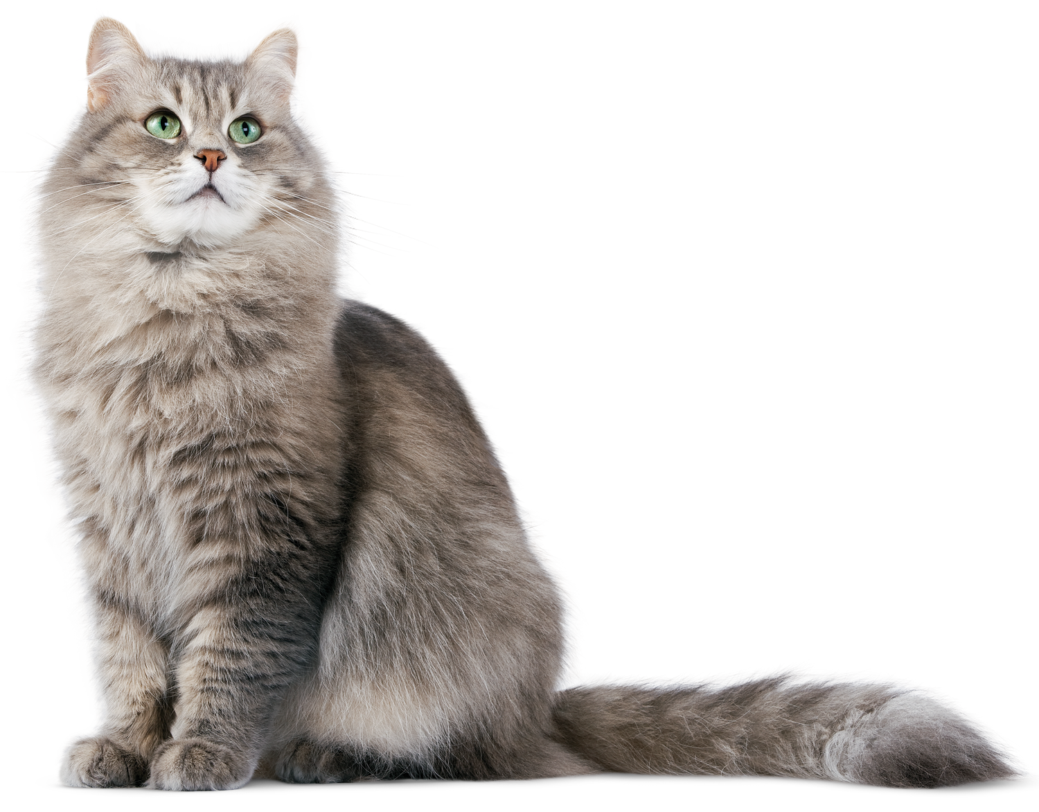 Cat PNG Picture