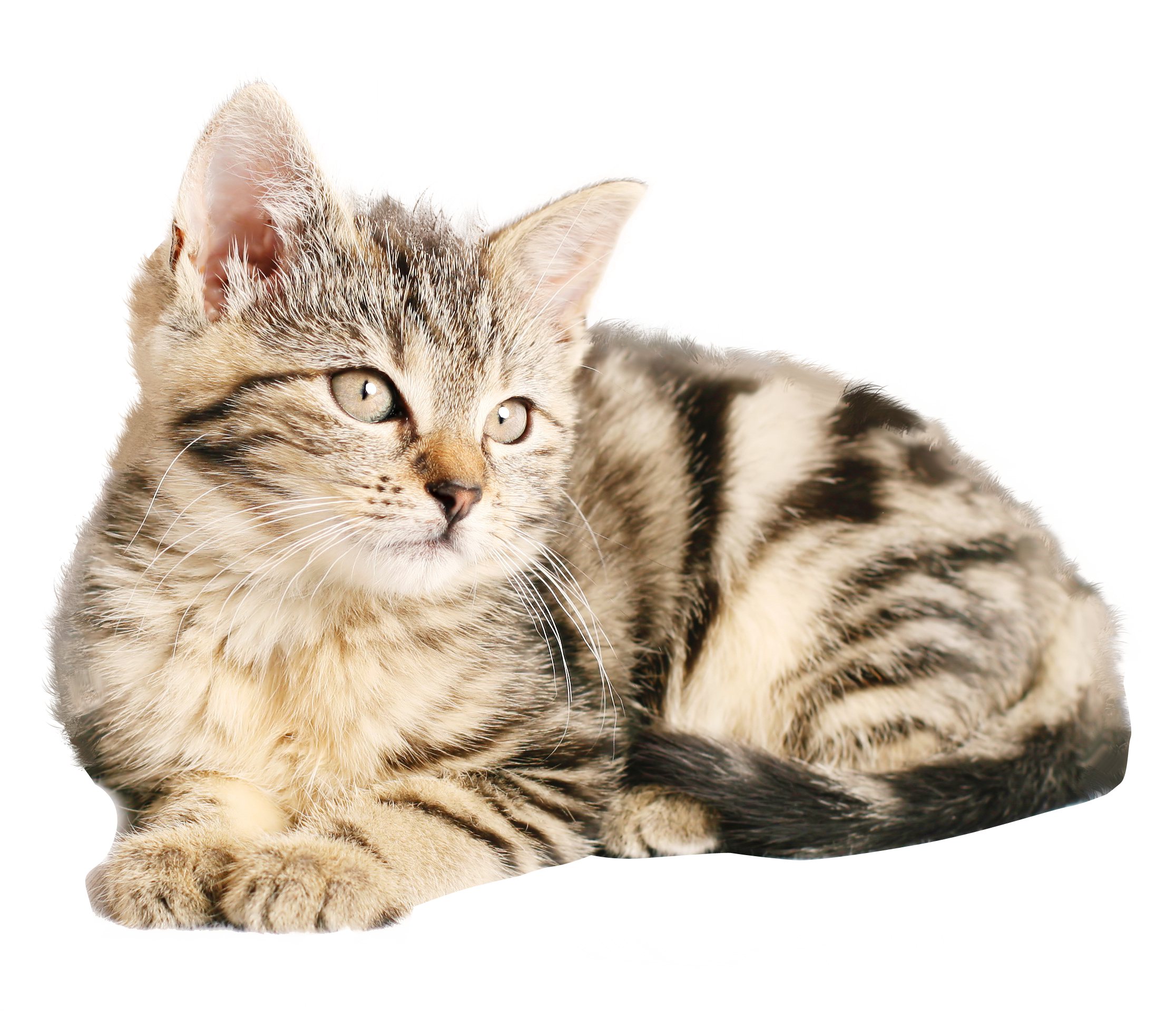 Cat Png Image - Cat, Transparent background PNG HD thumbnail